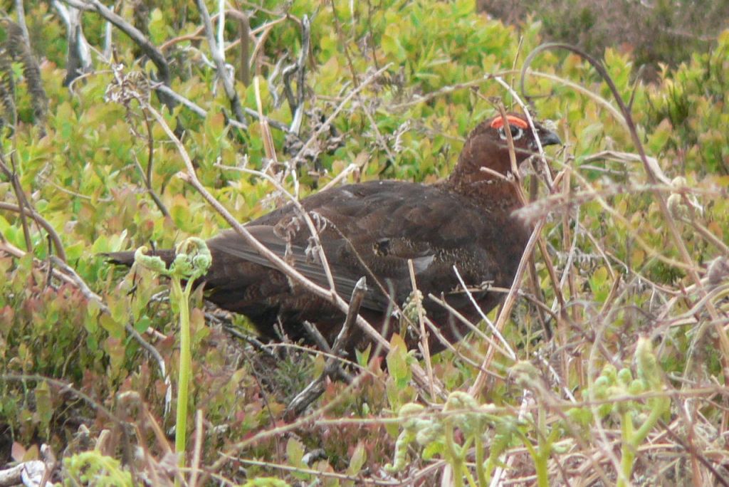 Red_Grouse_(May_2008)